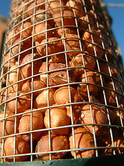 Image showing nuts for the birds