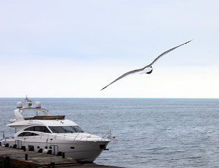 Image showing seagull