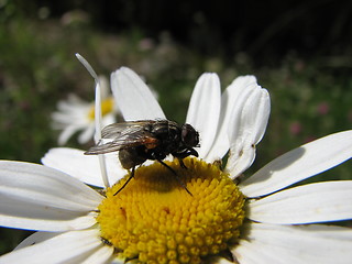 Image showing Fly on flower