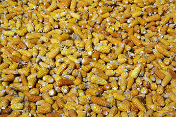 Image showing Dry corn