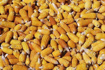 Image showing Corn