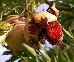 Image showing Pomegranade