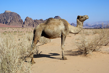 Image showing Wadi Rum