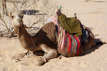 Image showing Big camel