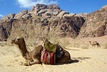 Image showing Two camels