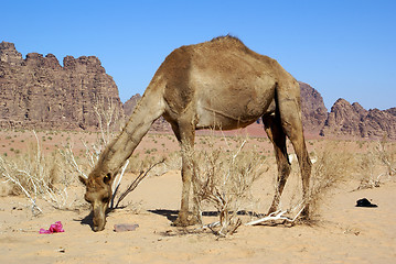 Image showing Big camel