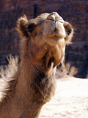 Image showing Cute face of camel