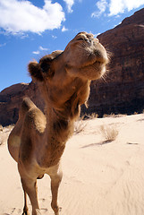 Image showing Camel