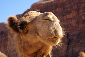 Image showing Head of camel