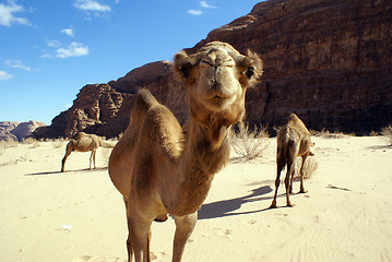 Image showing Camels