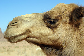 Image showing Head of camel