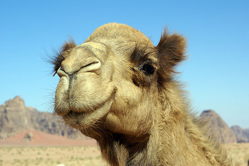 Image showing Camel