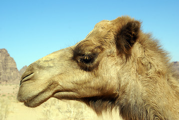 Image showing Head of camel