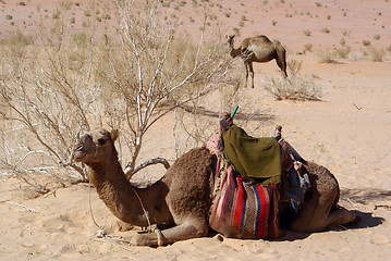 Image showing Bush and two camels