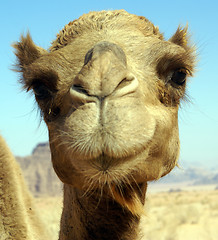 Image showing Face of camel