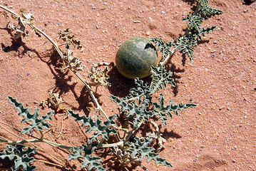 Image showing Watermelon