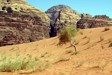 Image showing Mount, bush and sand