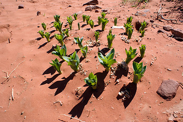 Image showing Green flowers