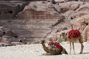 Image showing Camels