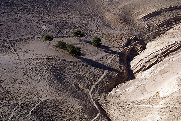 Image showing Orchard in desert