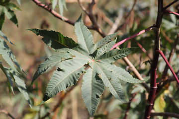 Image showing Ricinus