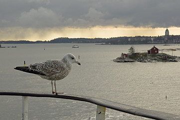 Image showing Seagul 