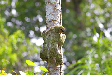 Image showing A Three-toed Sloth