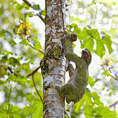 Image showing Three-toed Sloth