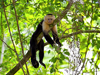 Image showing White faced Capuchin