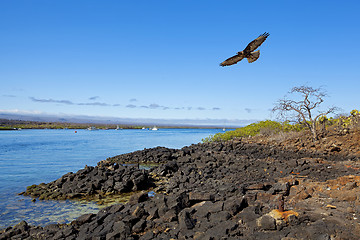 Image showing Galapagos landscape