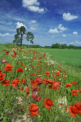 Image showing blossoming red poppies