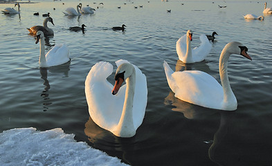 Image showing Flight of swans