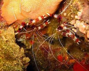 Image showing Banded Boxer Shrimps