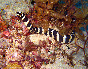 Image showing Banded Sea Snake