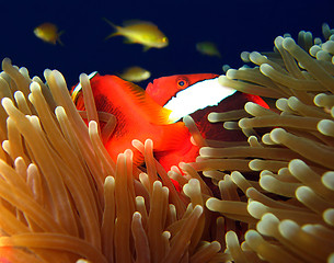 Image showing Bridled Anemonefish