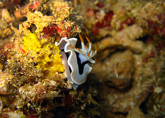 Image showing Chromodoris Dianae