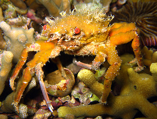 Image showing Decorator Crab