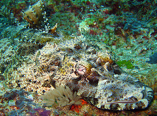 Image showing Crocodilefish 