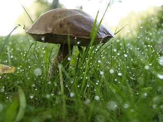 Image showing Mushroom