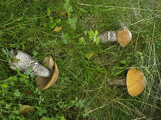 Image showing Mushroom