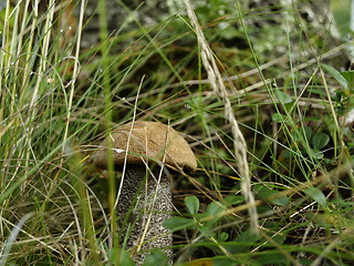 Image showing Mushroom