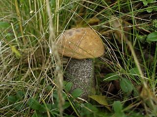 Image showing Mushroom