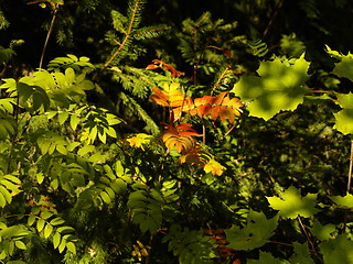 Image showing Autumn leaves