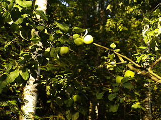 Image showing apple tree