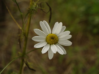 Image showing daisy 