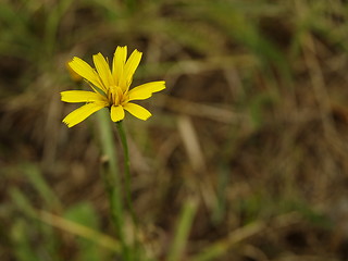 Image showing yellow flower