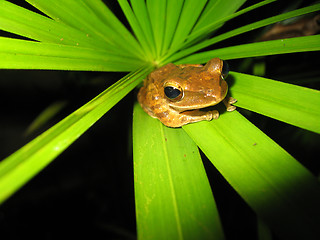 Image showing Frog Close-up