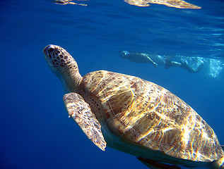 Image showing Green Turtle and Snorkeler