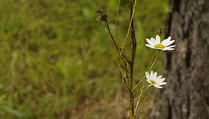 Image showing daisy