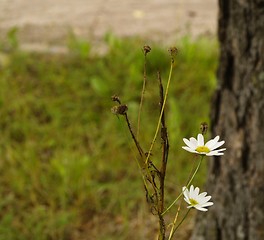 Image showing daisy